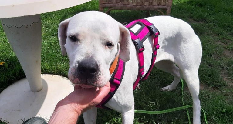 Wir bräuchten mal wieder eure Hilfe | TS Pitbull, Stafford und Co Köln e.V.